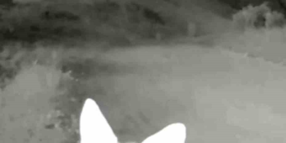 Tunceli’de Fotokapanlarla Yaban Hayatını İzleme Faaliyetleri