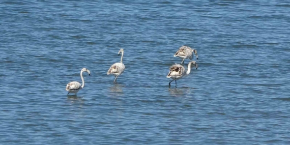 Van Gölü Havzasında Allı Turnaların Artan Konaklama Hızı İskele Sahili’nde Gözlemlendi