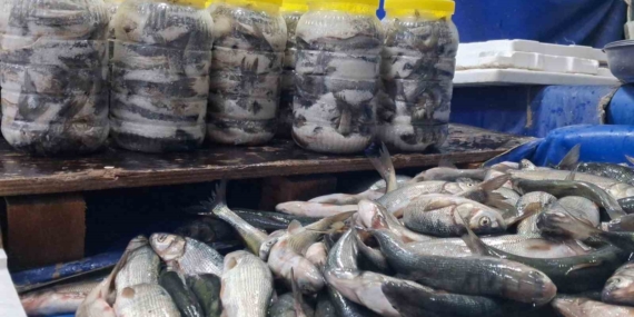 Van Gölü’nün İnc i Kefali: Soğuk Günlerde Tezgahları Şenlendiren Uygun Fiyatlı Seçenek