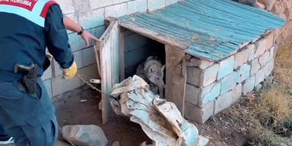 Van Muradiye’de Kurdaki Suç: Zamanında Müdahale ve Adli İşlem