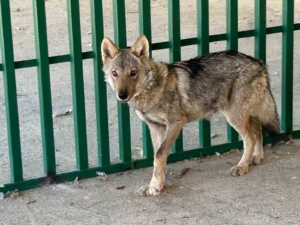 van-yyude-kurt-rehabilitasyonu-adakli-mahallesinden-gelen-vaka-ve-doga-koruma-uyarilari-1ikyMEBa.jpg