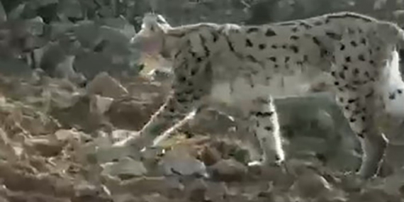 Açığa Çıkan Vaşak Görüntüleri: Çukurca’da Nesli Tehlikede Haberin Detayları