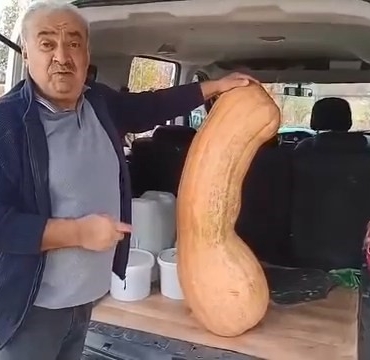 antalya-tohumuyla-yetisen-devi-kabak-47-kilogramlik-koca-boyut-37K5Tggc.jpg
