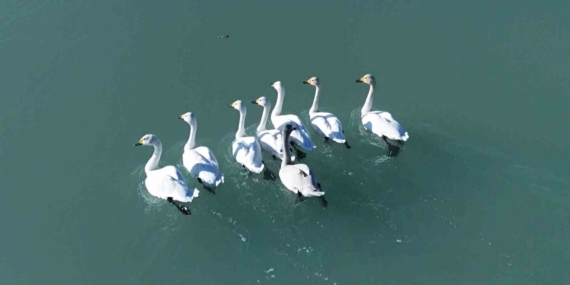 Arin Gölü: Göç Zamanında Kuş Cennetiyle Büyüleyen Manzara