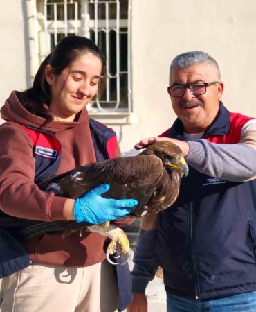 cemisgezekte-yarali-kartalin-tedavi-sureci-ve-gozlemler-ueGvXHaO.jpg