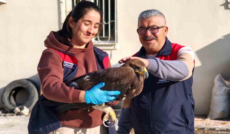 cemisgezekte-yarali-kartalin-tedavi-sureci-ve-gozlemler-ueGvXHaO.jpg