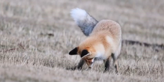 Doğanın Soğuk Yarışında: Tilkinin Fare Avı Kamerada