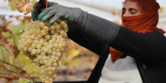 Elazığ Üzüm Hasadında Dondan Zarar: Rekolte %80 Düşüyor ve Kalite Avantajı Sürüyor