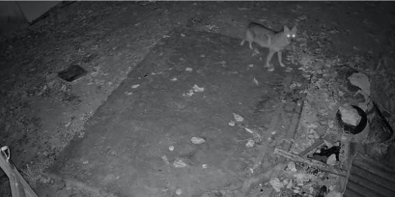 Elazığ’da Aç Kalan Tilki: Güvenlik Kameralarına Yansıyan Görüntüler