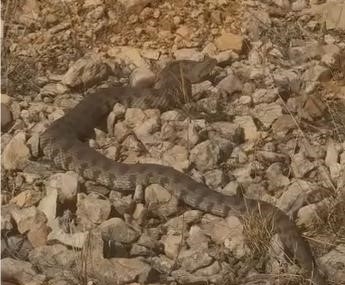 Elazığ’da Görülen Engerek Yılanı: Kalkantepe Köyü’nde Narin Bir Görünüm