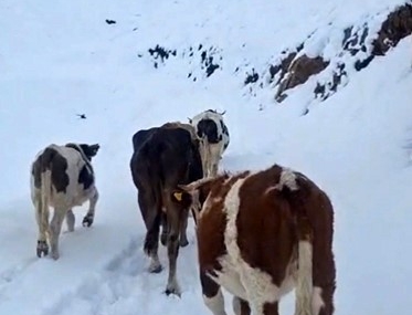 Hizan’da Yüksek Rakımlı Bölgelerde Ani Kar Yağışı Büyükbaş Hayvanları Zora Soktu