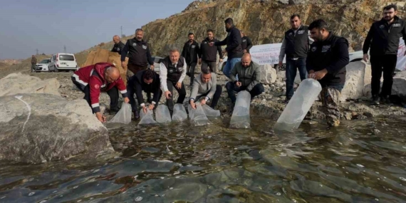 Karakaya Baraj Gölü’ne 420 Binden Fazla Yavru Balık Bırakıldı: Sürdürülebilirlik için AR-GE Yoğun Faaliyet