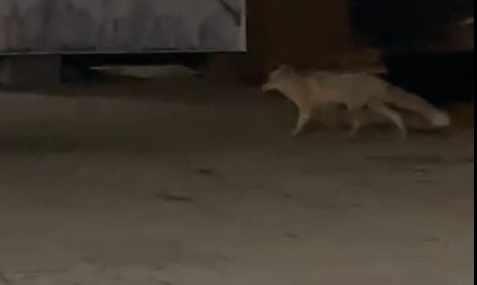 Kentin Merkezinde Görülen Tilki: Gece Kameralarına Yansıyan Görüntüler