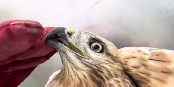 Kızıl Şahin Rehabilitasyonu ve Doğal Yaşam Alanına Yeniden Salınması – Erzurum Operasyonu