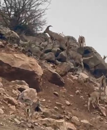 paluda-koruma-altindaki-dag-kecileri-suru-halinde-goruntulendi-V1BxD278.jpg