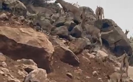 Palu’da Koruma Altındaki Dağ Keçileri Sürü Halinde Görüntülendi
