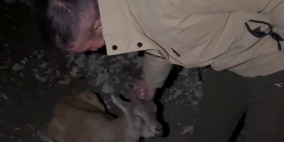 Pehlivanlı Yolu Kenarında Yaralı Yaban Dağ Keçisi İçin Yetkili Ekipler Harekete Geçti