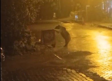 Sarıkamış’ta Kış Uykusunu Delileyen Boz Ayı Mahallede Yiyecek Aradı