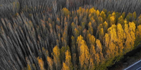 Savur’un Sonbahar Manzarası: Doğa ve Sakinlik İçinde Bir Gün