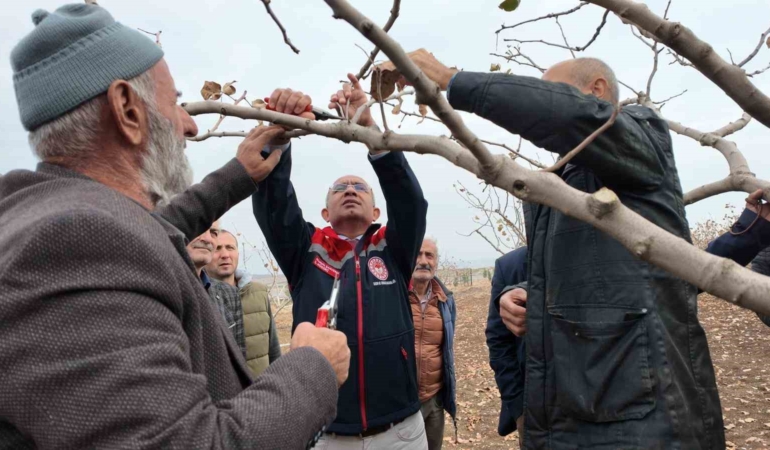siirtte-fistik-ureticilerine-budama-ve-gubreleme-egitimi-teoriden-uygulamaya-kapsamli-program-lAslvC5l.jpg