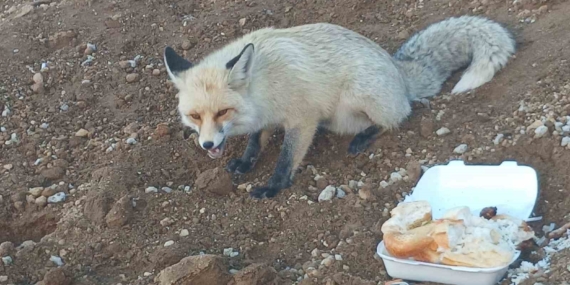 Tilki Dostluğu: Ahlat’taki Pomza İşçileriyle Birlikte Yaşanan Sıradışı Macera