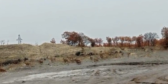 Tunceli’de Yol Kenarında Yakalanan Yaklaşık 50 Dağ Keçisi: Doğal Yaşamın Anlık Yüzü