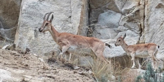Uzundere’de Dağ Keçileri ve Yavruları Kamerada: Doğanın Sessiz Gözleri