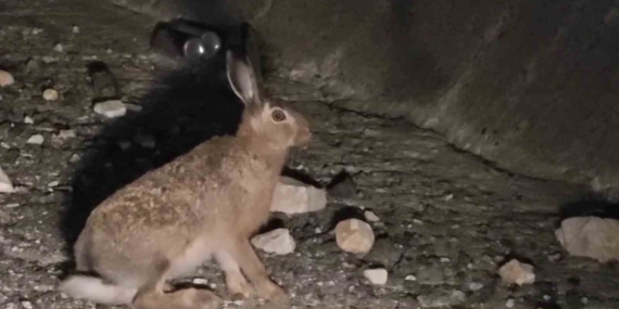 Uzundere’de Yabani Tavşan Görüntüleriyle Ani Olay