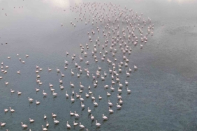 van-golu-havzasinda-flamingo-yogunlugu-ercek-ve-ercek-kiyilarinda-yeni-konaklama-dalgasi-w5gF7F8g.jpg