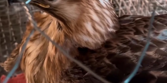 Van Tuşba’da İzinsiz Kızıl Şahin Besleme Operasyonu ve Gözaltı