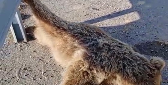 Van’da Yolda Yolcu Ayısı: Kara Yolu Üzerinde Yaşanan Şiddetli Kaza