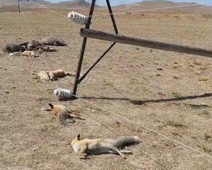 vedasin-kirsalda-enerji-hatti-katliami-tilki-ve-domuzlar-telef-oldu-HPKOtUzm.jpg