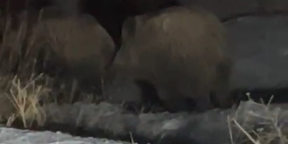 Yaban Domuzları Ana Yolda Tehlike Yayıyor: Yüksekova Vezirli’de Görüntülendi