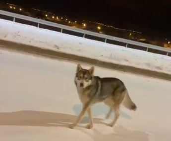 Ardahan’daki Gece Görüntüsü: Şehir Merkezine Yaklaşan Yaban Hayvanı ve Yetkililerin Uyarıları