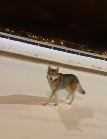 ardahandaki-gece-goruntusu-sehir-merkezine-yaklasan-yaban-hayvani-ve-yetkililerin-uyarilari-MBBDB6DS.jpg