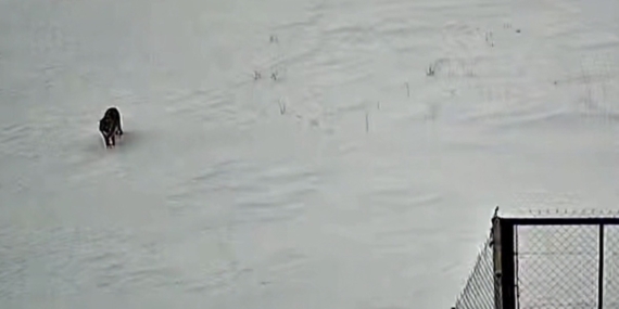 Benekli Köyünde Gözlenen Kurt Güvenlik Kamerasında Net Kaydedildi