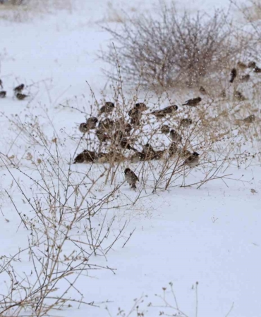 bitliste-yogun-kar-ve-soguk-havanin-dogaya-etkisi-kuslar-icin-zorlu-gunler-hncauAgF.jpg