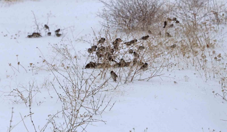 bitliste-yogun-kar-ve-soguk-havanin-dogaya-etkisi-kuslar-icin-zorlu-gunler-hncauAgF.jpg