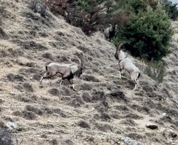 Çemişgezek’te Doğa Fotoğrafçısının Gözünden Tekelerin Liderlik Kavgası