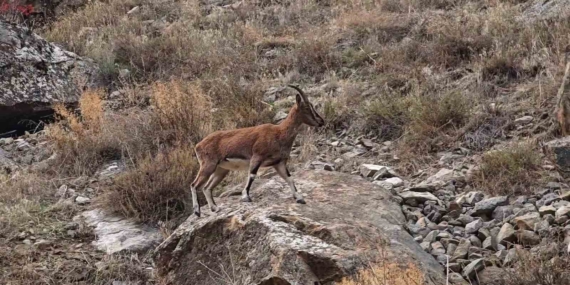 Dağ Keçileri Erzurum’un Yükseklerini Bırakıp İlçe Merkezlerine İniyor: Tortum ve Uzundere’de Gündelik Görüntüler