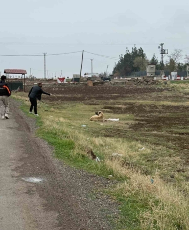 diyarbakir-cinarda-sokak-hayvanlarina-kuduz-asisi-saglik-icin-onemli-bir-adim-lvyrjKqx.jpg