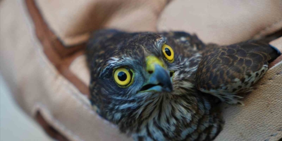 Doğa Koruma Ekipleri Yaralı Akbaba için Seferber Oldu: Tedaviye Alınan Atmaca Doğaya Entegre Edilecek