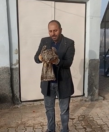 elazigda-yarali-kartalin-koruma-altina-alinmasi-ve-tedavisi-rLF9hStj.jpg