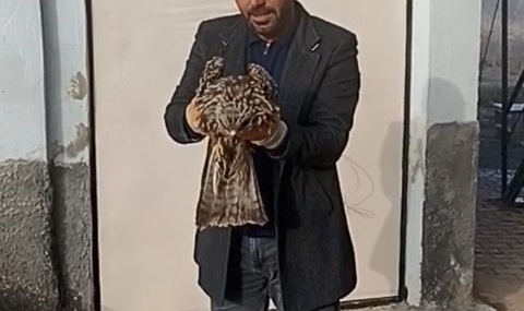 Elazığ’da Yaralı Kartalın Koruma Altına Alınması ve Tedavisi