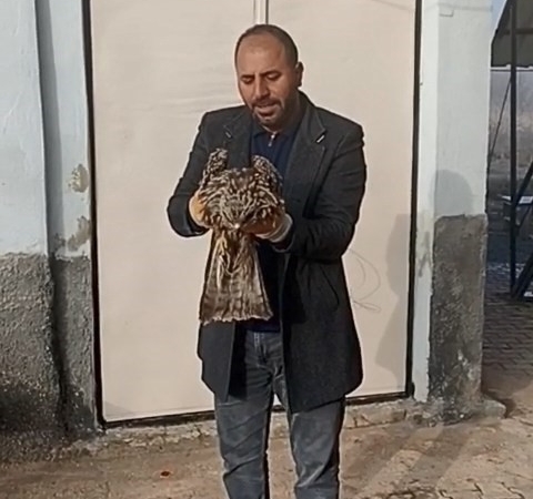 elazigda-yarali-kartalin-koruma-altina-alinmasi-ve-tedavisi-rLF9hStj.jpg