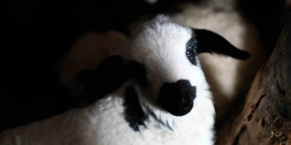 Erzincan’da Kuzu Doğumlarıyla Gelen Yeni Umut ve Bereket