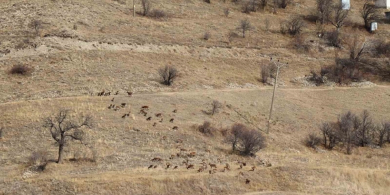Erzurum’da Yaban Hayatı Envanteri: Yaban Keçisi Popülasyonu İçin Yeni Aşama Başladı