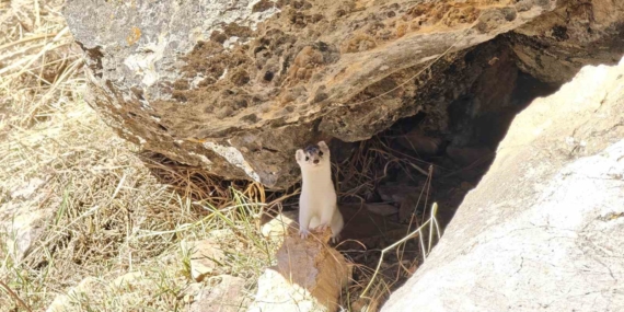 Gelemcekli Keşif: Zirve Yolunda Nesli Tehlikedeki Gelinciğin Görüntülenmesi