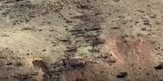 Gercüş’te Yaban Domuzları Köyleri Üstüne Hızla Yaklaşıyor: Çiftçiler Endişeli