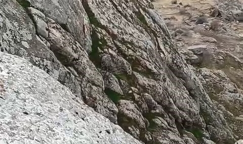 Harput’ta Dağ Keçisi Fotoğrafı: Nesli Tehlikede Yaban Hayatı Gözler Önüne Serenlendi